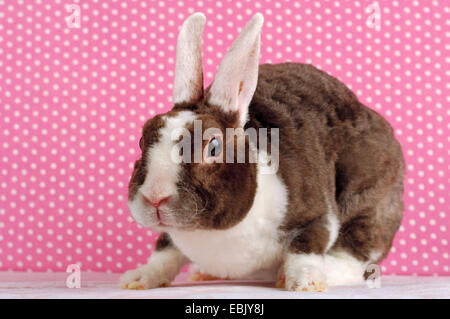 dwarf rabbit (Oryctolagus cuniculus f. domestica), Rex dwarf rabbit sitting in front of a dotted wallpaper Stock Photo