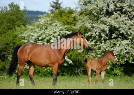 Hanoverian horse, German warmblood (Equus przewalskii f. caballus), mare with foal in a meadow, Germany Stock Photo