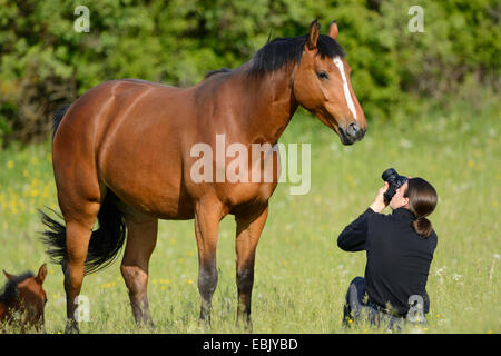 Hanoverian horse, German warmblood (Equus przewalskii f. caballus), nature phptographer kneeing in a meadow picturing a mare, Germany Stock Photo