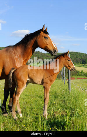 Hanoverian horse, German warmblood (Equus przewalskii f. caballus), mare with foal in a meadow, Germany Stock Photo