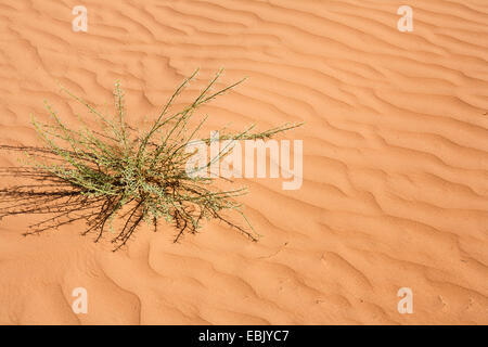 desert plant in Sahara, Morocco, Souss-Massa-DaraÔ Stock Photo