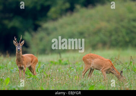 roe deer (Capreolus capreolus), buck und doe standing in meadow, Germany, Schleswig-Holstein Stock Photo