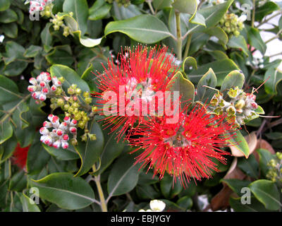 New Zealand Christmas Tree (Metrosideros excelsa, Metrosideros tomentosa), blooming Stock Photo