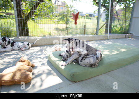 Great Dane (Canis lupus f. familiaris), puppys tussling together in a kennel Stock Photo