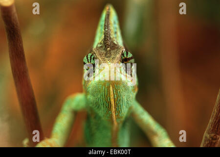 Yemen chameleon, cone-headed chameleon, veiled chameleon (Chamaeleo calyptratus), portrait Stock Photo