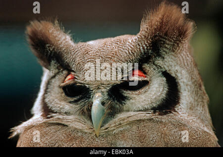 verreaux's eagle owl, Giant Eagle Owl (Bubo lacteus), sleeping Stock Photo