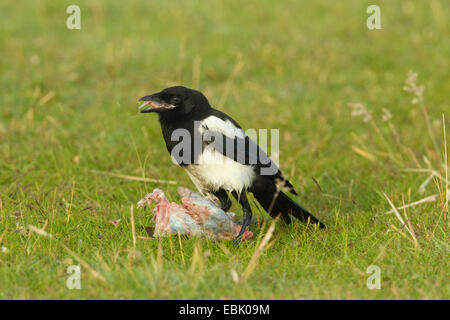 black-billed magpie (Pica pica), feeding on dead rabbit, Germany Stock Photo