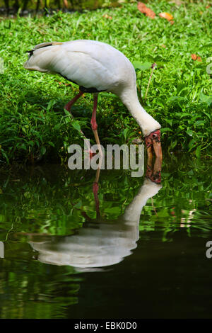 View Of A Yellow-billed Stork (mycteria Ibis) Sitting In A Tree, Kruger 