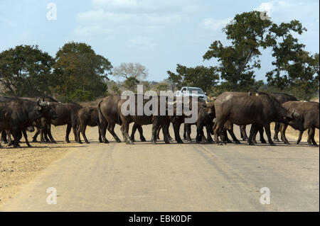 African buffalo (Syncerus caffer), herd crossing a road through the savannah, South Africa, Krueger National Park Stock Photo