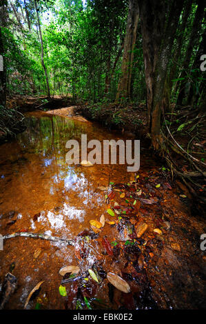 little creek in tropical rainforest, Sri Lanka, Sinharaja Forest National Park Stock Photo
