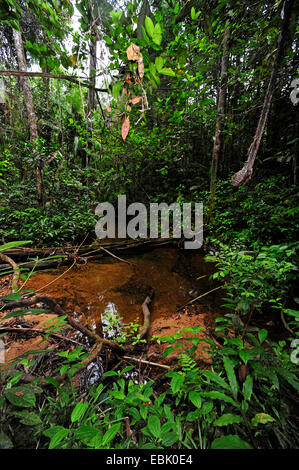 little creek in tropical rainforest, Sri Lanka, Sinharaja Forest National Park Stock Photo