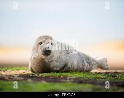 Portrait of common seal on beach Stock Photo