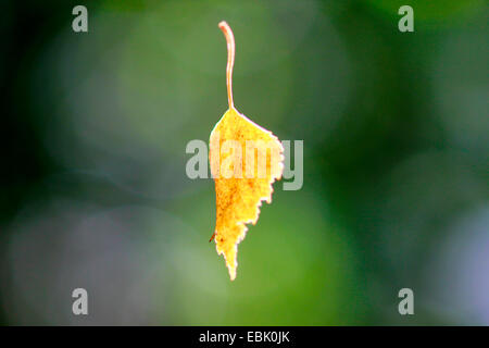 birch leaf in spider web, Germany, Saxony Stock Photo