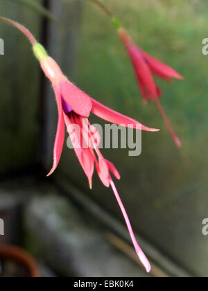 Fuchsia (Fuchsia alpestris), flowers Stock Photo