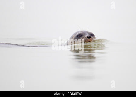 ringed seal (Phoca hispida, Pusa hispida), swimming, Norway, Svalbard Stock Photo