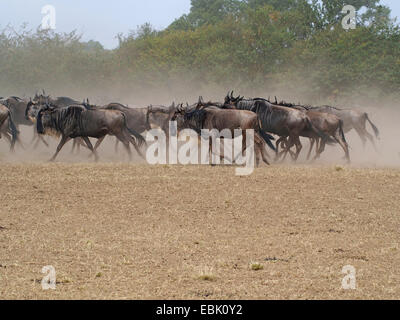 blue wildebeest, brindled gnu, white-bearded wildebeest (Connochaetes taurinus), herd walks through savannah, Kenya, Masai Mara National Park Stock Photo