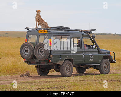 cheetah (Acinonyx jubatus), sitting on the roof of a safari jeep, Kenya, Masai Mara National Park Stock Photo