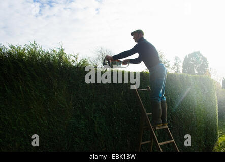 Silhouetted man on top of ladders trimming tall garden hedge Stock Photo