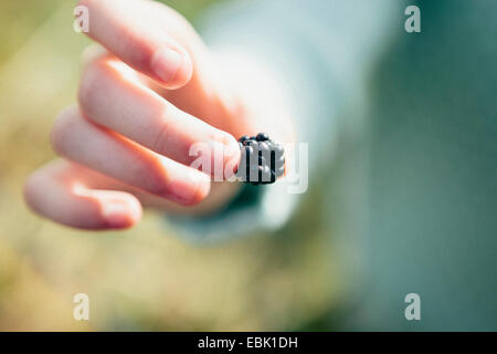 Person holding blackberry, close up Stock Photo