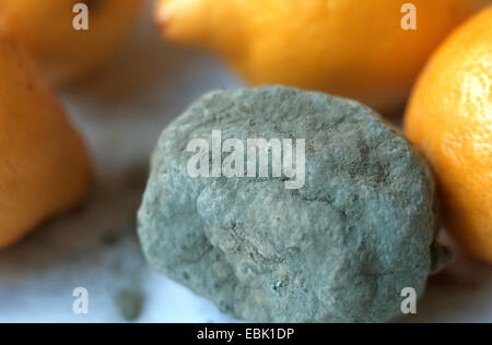 lemon (Citrus limon), mouldy lemon, Penicillium Stock Photo