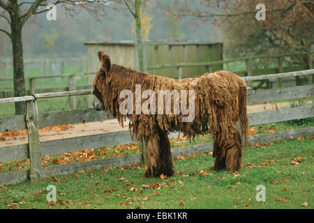 Poitou donkey (Equus asinus asinus), standing on a pasture Stock Photo