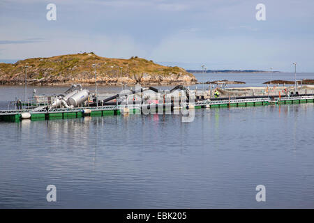 Atlantic salmon, ouananiche, lake Atlantic salmon, landlocked salmon, Sebago salmon (Salmo salar), salmonid farm, Norway, Hitra