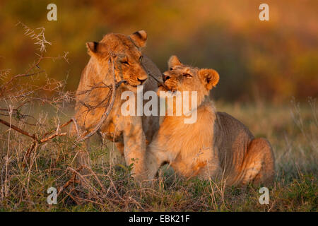 lion (Panthera leo), two young lions playing, Tanzania, Serengeti NP Stock Photo