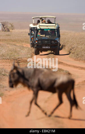 blue wildebeest, brindled gnu, white-bearded wildebeest (Connochaetes taurinus), on migration watched by safari tourists, Tanzania, Serengeti NP Stock Photo