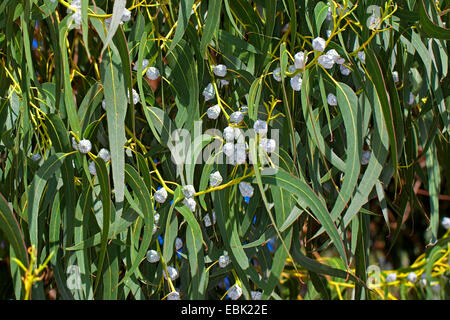 Tasmanian blue gum, Blue gum, Southern Blue Gum (Eucalyptus globulus), buds Stock Photo