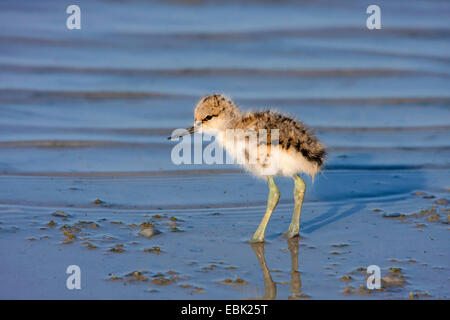 pied avocet (Recurvirostra avosetta), squeaker standing in water, Austria, Burgenland, Neusiedler See National Park Stock Photo