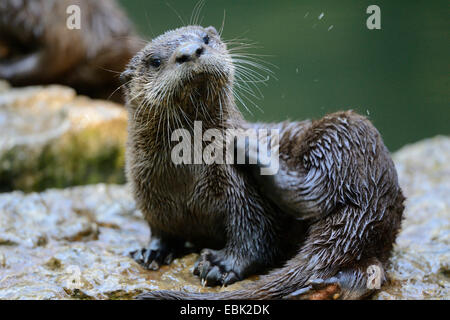 North American river otter, Canadian otter (Lutra canadensis), juvenile scratching Stock Photo