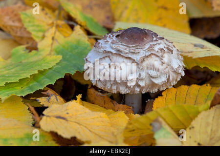 parasol (Macrolepiota procera, Lepiotia procera), young parasol mushroom standing in autumn foliage, Germany Stock Photo