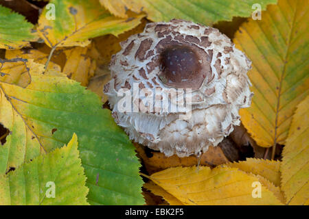 parasol (Macrolepiota procera, Lepiotia procera), young parasol mushroom standing in autumn foliage, Germany Stock Photo