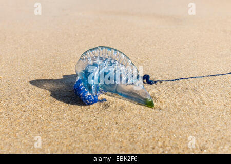 Blue Bottle Jellyfish (Physalia utriculus) washed up on the Mornington Peninsula, Victoria, Australia. Stock Photo