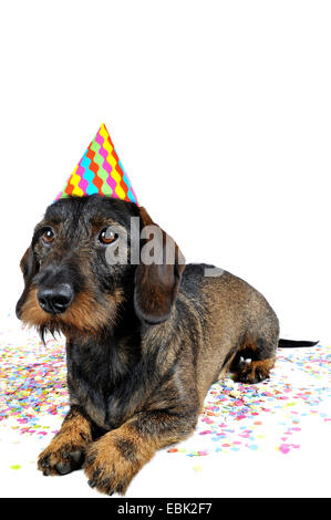 Wire-haired Dachshund, Wire-haired sausage dog, domestic dog (Canis lupus f. familiaris), lying costumed with a party hat in confetti, Germany, Nordrhein Westfalen Stock Photo