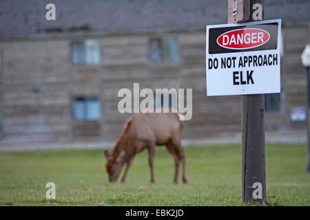 wapiti, elk (Cervus elaphus canadensis, Cervus canadensis), grazing on lawn in town, USA, Wyoming, Yellowstone National Park, Mammoth Hot Springs Stock Photo