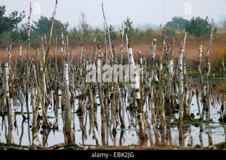dead birches in bog, Germany Stock Photo