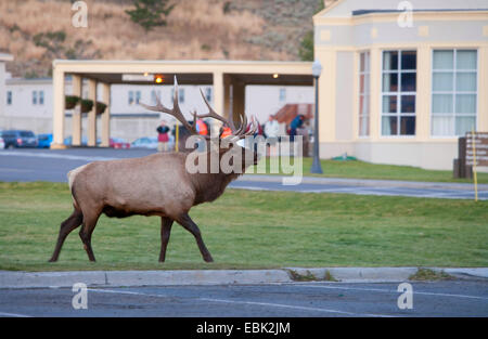 wapiti, elk (Cervus elaphus canadensis, Cervus canadensis), rutting bull Elk standing on lawn in town , USA, Wyoming, Yellowstone National Park, Mammoth Hot Springs Stock Photo