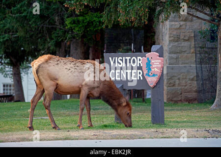 wapiti, elk (Cervus elaphus canadensis, Cervus canadensis), grazing on lawn in town, USA, Wyoming, Yellowstone National Park, Mammoth Hot Springs Stock Photo