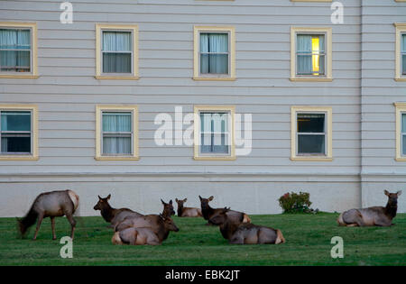 wapiti, elk (Cervus elaphus canadensis, Cervus canadensis), herd lazing on lawn in front of hotel, USA, Wyoming, Yellowstone National Park, Mammoth Hot Springs Stock Photo