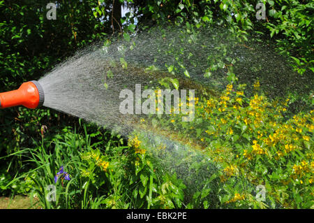 sprinkling flowers and a rainbow appears, Germany, Nordrhein Westfalen Stock Photo