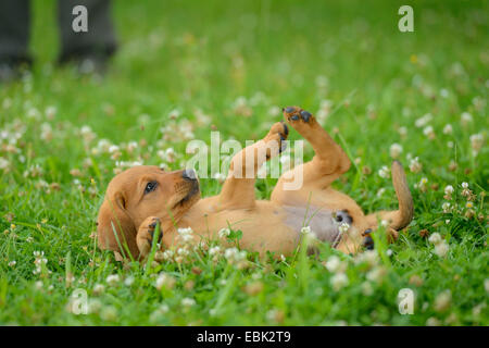mixed breed dog (Canis lupus f. familiaris), puppy rolling in a meadow, Germany Stock Photo
