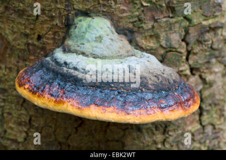 brown crumbly rot, red banded polypore (Fomitopsis pinicola, Fomes marginatus), on bark, Germany, Schleswig-Holstein Stock Photo