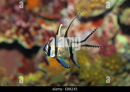 Banggai cardinalfish (Pterapogon kauderni), swimmingat a reef Stock Photo