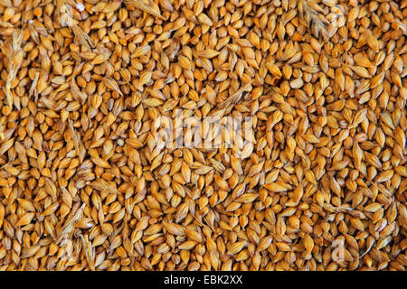 cultivated oat, common oat (Avena sativa), oat seed destined for horse feed, Germany Stock Photo