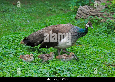 common peafowl, Indian peafowl, blue peafowl (Pavo cristatus), hen with chickens Stock Photo