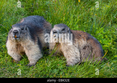 alpine marmot (Marmota marmota), in high grass, Austria, Hohe Tauern National Park, Grossglockner Stock Photo