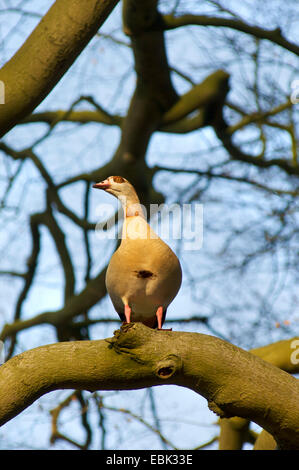 An Egyptian goose, Alopochen aegyptiaca, in as tree in a forest looking out for his partner Stock Photo