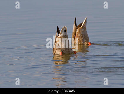 mallard (Anas platyrhynchos), male and female , Germany, Bavaria, Lake Chiemsee Stock Photo