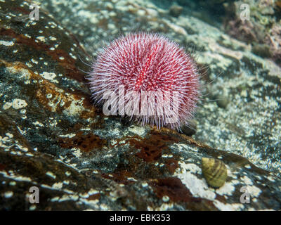 edible sea urchin, common sea urchin (Echinus esculentus), Norway, Trondheim, Hitra Stock Photo